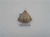 藏品(尺蛾2)的圖片